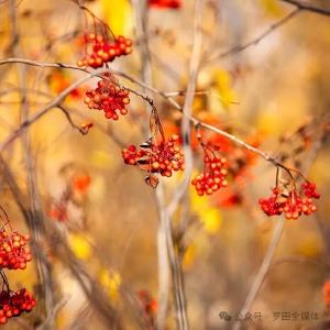 全省唯一！罗田揽获长江“最美”风景与“最厚”文脉两大殊荣！