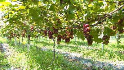 蕲春：荒田结“金果” 串起致富链