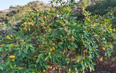 蕲春：油茶结“金果” 绿业兴乡村