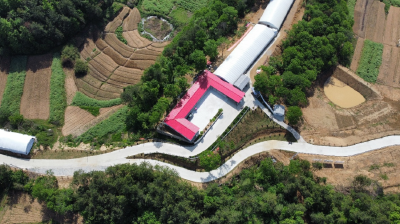 从都市丽人到“鸡司令” ——“85后”聂星星的乡村“逆行”路