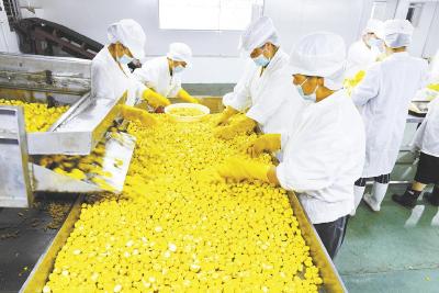 罗田板栗 “热乎”上市