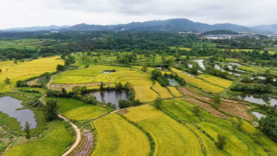 走，去朝阳村看丰收！稻谷满仓、金果梨万斤采摘，丰收味里藏“富味”