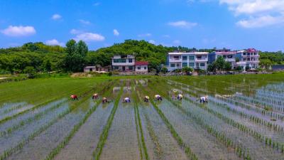 千亩荷塘败 万亩稻浪香 ——新农人徐应良引智兴业探访记