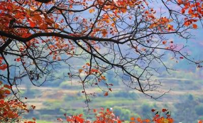 号外！蕲春红了！这个十一不来看看吗？