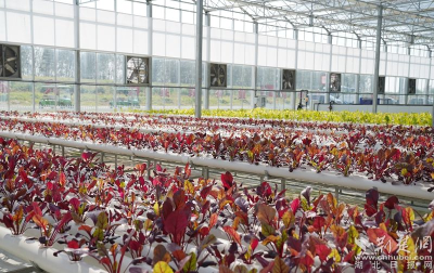 5700亩滩地不再“躺平”，黄州叶路洲种菜更“种”风景