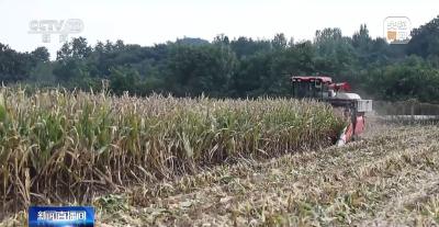遭遇连阴雨如何保收？总台记者直击秋粮抢收一线