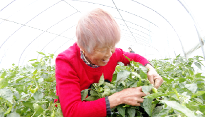 黄梅：“蔬”写新篇