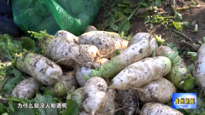 黄州萝卜的“逆袭”：看“兵支书”如何点土成金 