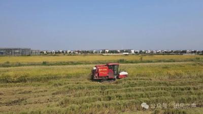 “龙口夺粮”保丰收 团风19万亩稻谷抢收忙