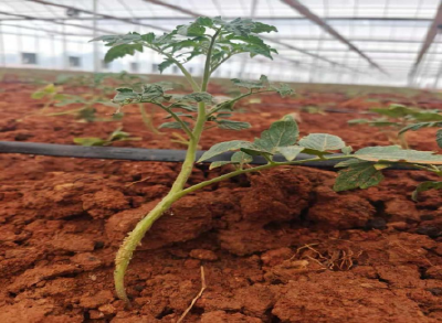 石佛寺镇：246亩大棚育出“航天番茄” 年产值将达1.2亿元