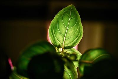 研究机构从多种植物中提取抗炎抗衰新成分