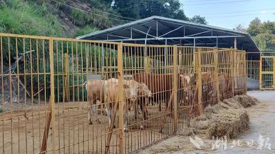 蕲春：生态养殖“牛”劲足 乡村拓宽致富路