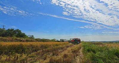 种植大户“稻”路飘香 高标准农田迎丰收