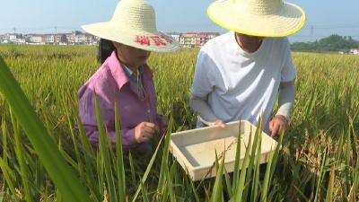 战虫护粮！农技专家深入田间指导稻飞虱防治