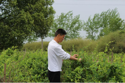 “新农人”张文武让200亩荒地生“金银”