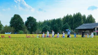 黄梅：袁夫稻田引客来 千亩金浪藏治愈田园
