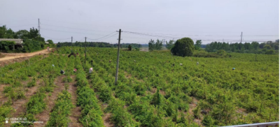 “新农人”张文武让200亩荒地生“金银”