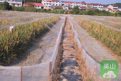 英山满溪坪良种场：稻蛙共生 探索生态农业新路径