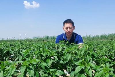 年产值超2500万元！小伙在武汉种辣椒火了