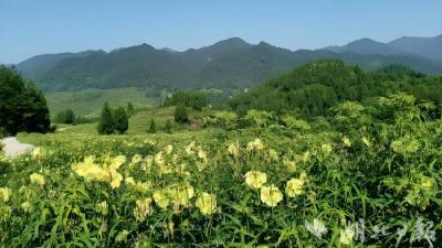 蕲春县大同镇：筑巢引凤做强黄蜀葵产业