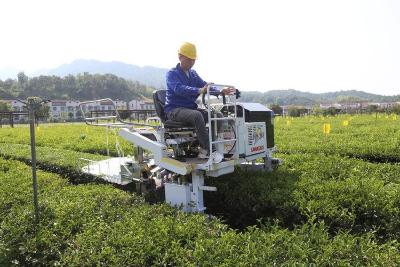 英山：“茶园好帮手”助力茶园焕新颜