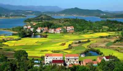 小整治、大蜕变！花桥镇“千万工程”让乡村焕“新颜”