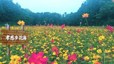 金秋焕彩迎客来！孝感乡文化园花海盛放