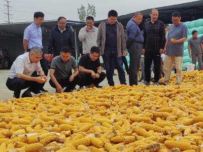 湖北省玉米产业技术体系暨省“515”科技服务行动现场会在黄冈举行