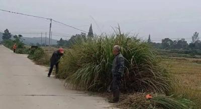 黄梅停前镇：清草清渠整农田 旧地换新颜