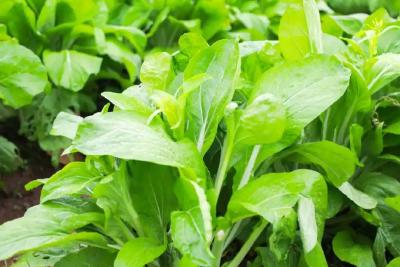 2100斤菜，上桌！