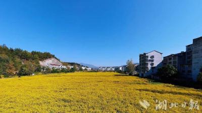 “金”菊开出“致富花” 英山县田畈村驶入产业振兴“快车道”