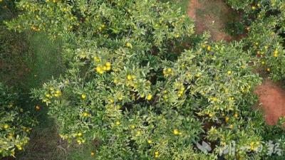 700亩橘园迎客！蕲春县八里湖土门橘子园开园