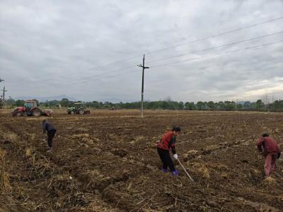 靶向破梗阻，抢播保丰收！梅川镇打响14万亩秋播攻坚战 