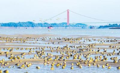 “数据驱动”替代“抵押依赖” 科技企业当天拿到800万元贷款 