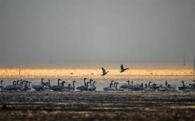 82142只！龙感湖迎来今冬首批“先头部队”，万鸟翩跹上演生态奇观