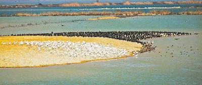 湿地大省护“肾”有方  湖北国家重要湿地总数居全国第一