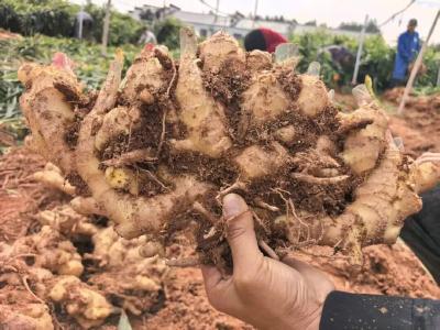 黄梅曹牌楼村：撂荒地生“姜” 订单农业“姜”来可期