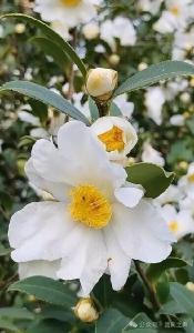 冬日限定温柔！邂逅油茶花~