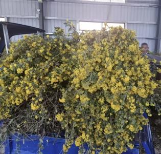 红安一个村，产量突破500吨！