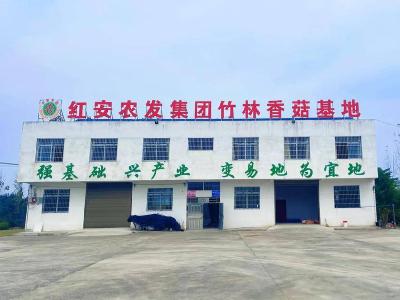 红安农发集团香菇基地迎丰收：“小香菇”撑起富民大产业