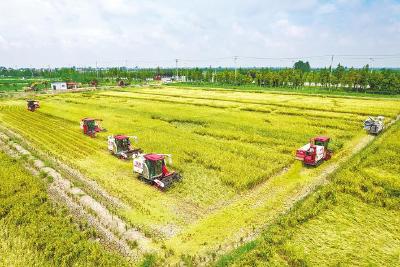 荆楚粮仓十二连丰 新时代鱼米之乡麦谷盈畴