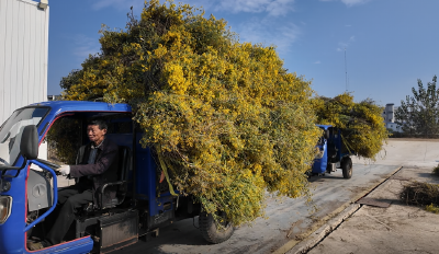 红安：一朵野菊花串起“种产销”链 为乡村振兴注入“金色动力”
