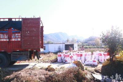 地膜覆盖添“膜”力 玉米间作助增收——英山县温泉镇彭畈村200亩香芋迎丰收