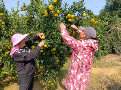 武穴市四望镇：竹影山村柑橘“甜蜜”迎丰收