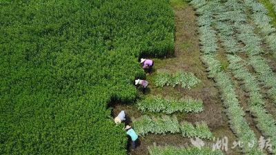 蕲艾、蕲蛇入选“湖北省道地药材名录”