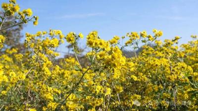 匡河镇文家坊村：野菊花绽放“致富花” 乡村振兴添活力 