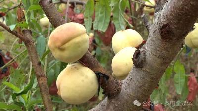 乡村振兴的“隐藏款”！看这个小镇如何靠“三产融合”破圈