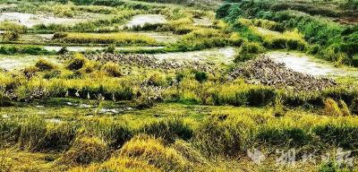 “鸭司令”勇夺县“灭荒冠军” 15个村2700亩荒田变聚宝盆