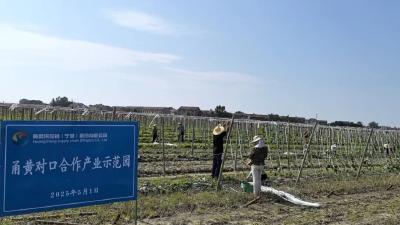 甬黄合作结硕果，丝瓜络产业推动乡村振兴