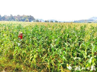 一颗“金种子”一条新路径 蕲春县陈云村小玉米孕育乡村振兴大文章